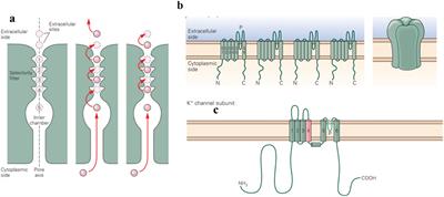 Voltage-gated potassium channels and genetic epilepsy